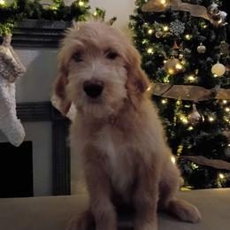 Purple Girl - Apricot female Goldendoodle puppy in Palm Bay, Florida from Costa's Curly Canines