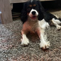 River - Cavalier King Charles Spaniel