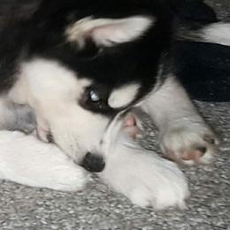 Siberian Husky Puppies from Xk siberians
