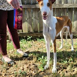 Ibizan Hound Puppies from AirO'Doe Ibizans