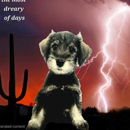 Rocket - Black and white male Schnoodle puppy in Tucson, Arizona from Smart Schnauzers & Schnoodles