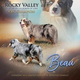 Beau - Miniature American Shepherd