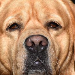 Labrador Retrievers from Hanova Labradors