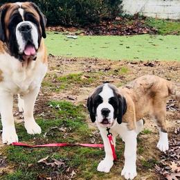 Purple Collar - Mahogany and white female Saint Bernard puppy in Double Springs, Alabama from St Bernard Kingdom, LLC