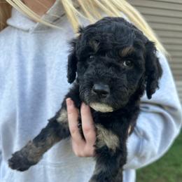 Raven - Black phantom female Aussiedoodle puppy in Berrien Spring, Michigan from Red Bud Beautiful Doodles