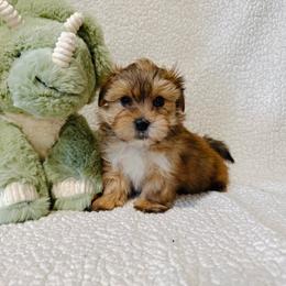 'Bashful' - Tan male Morkie puppy in Durand, Wisconsin from Larson’s Legacy Aussome Aussie Kennels
