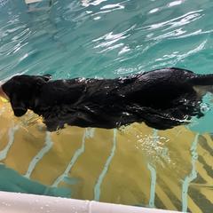 Entlebucher Mountain Dog Puppies from Ironclad