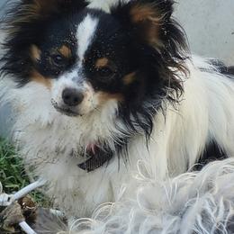 Biewer Terrier and Papillon Puppies from Southern Belle's Biewer Terriers & Papillons