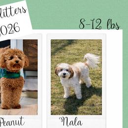Cavapoo puppies from Diamond Companions