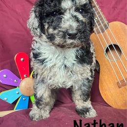 Nathan - Merle male Bernedoodle puppy in Spring Valley, Wisconsin from Filipiak Breeders
