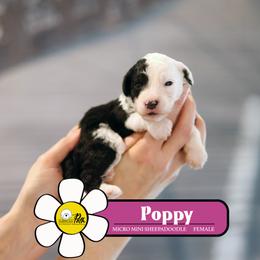 Poppy - Black and white female Sheepadoodle puppy in Cleveland, Tennessee from Narrow Path Old English & Sheepadoodles