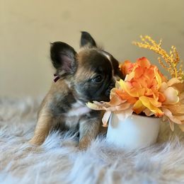 French Bulldog Puppies from Shining K Ranch