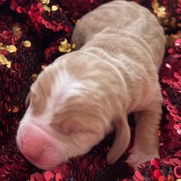 Girl 5 - Black brown and white female Basset Hound puppy in Woodruff, South Carolina from LONG EARS FARM AKC BASSET HOUNDS