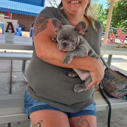 Lola - French Bulldog puppy in Redmond, Oregon from Rock Ridge Frenchies