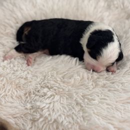 Bernedoodle Puppies from Reeces Pieces Puppies