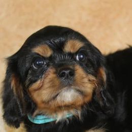 Cavalier King Charles Spaniels and Cavapoos from Homeland Cavaliers and Cavapoos