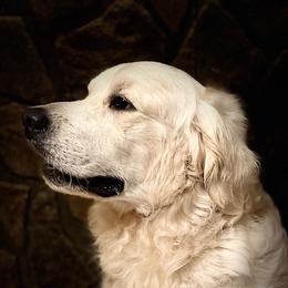 Merritt - Golden Retriever