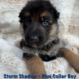 Storm Shadow - Black and red male German Shepherd puppy in Graham, Washington from Wildeflecken Shepherds