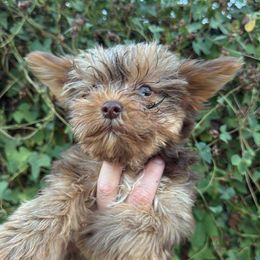 Glory - Chocolate and tan male Yorkshire Terrier puppy in Elgin, Texas from For The Love of Yorkies Texas