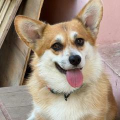 Kupper - Pembroke Welsh Corgi