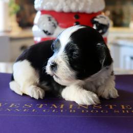 Saban - Black and white male Havanese puppy in Hamptonville, North Carolina from Alabama Havanese Kennel