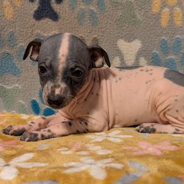Pomegranate - Black tan and white female American Hairless Terrier puppy in Phoenix, Arizona from Bare Valley