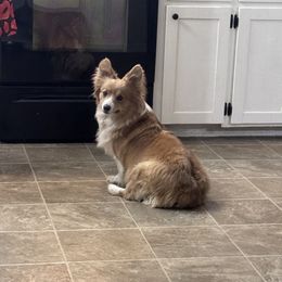 Arcadia - Pembroke Welsh Corgi