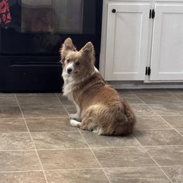 Arcadia - Pembroke Welsh Corgi
