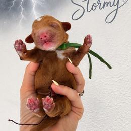 Stormy - Apricot male Goldendoodle puppy in Stockton, California from Family Doodles