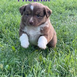 Miniature Australian Shepherd Puppies from SO Aussies