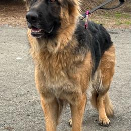 Jadah - German Shepherd