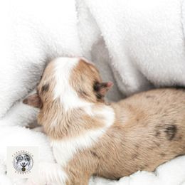 Miniature Australian Shepherd Puppies from Yarborough Kennels