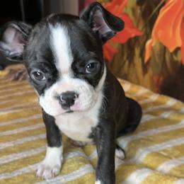 Sarah - Black brindle and white female Boston Terrier puppy in Mountain Home, Arkansas from B and T Lewis Farms