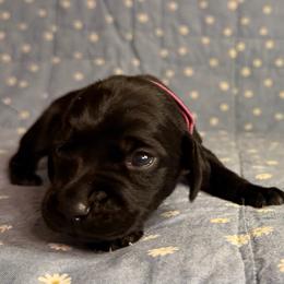 Betsy - Black female German Shorthaired Pointer puppy in Edenton, North Carolina from Bockelman GSP’s