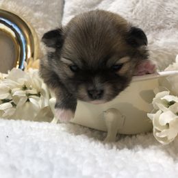 Pomeranian Puppies from JD Poms