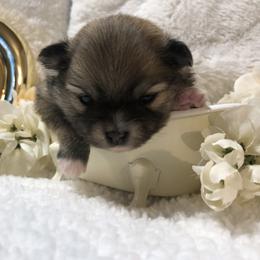 Pomeranian Puppies from JD Poms