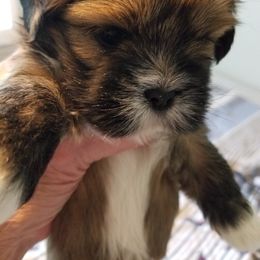Boy 1 - Lhasa Apso puppy in Rock Hill, South Carolina from Sunshine Lhasa Apso