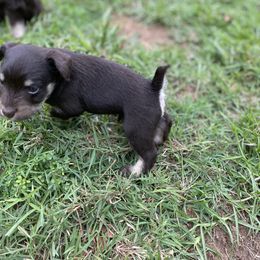 Miniature Schnauzer Puppies from Booms baby