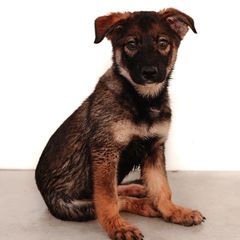 Grogar - male Sporty Mix puppy in Mesa, Arizona from Savage K9 Kennels