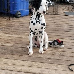 Clover - Dalmatian puppy in Texas from PorterHaus Dalmatians