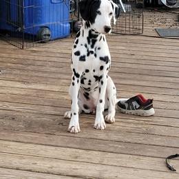 Clover - Dalmatian puppy in Texas from PorterHaus Dalmatians