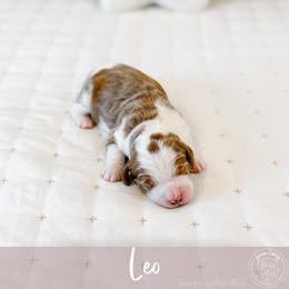 Leo - Parti male Goldendoodle puppy in Mahomet, Illinois from Jordan Family Doodles