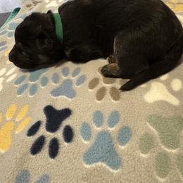 Green - Black male German Shepherd puppy in La Follette, Tennessee from Moore German Shepherds