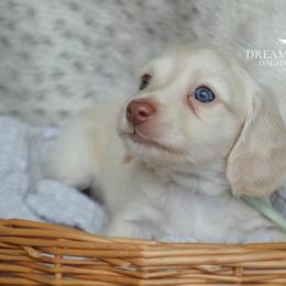 Cashmere Cloud - Cream male Dachshund puppy in Cantonment, Florida from Dreamheart Dachshunds LLC