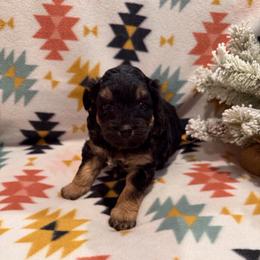 Jupiter - Black tri-color male Aussiedoodle puppy in Republic, Missouri from Holland Hilltop Farm