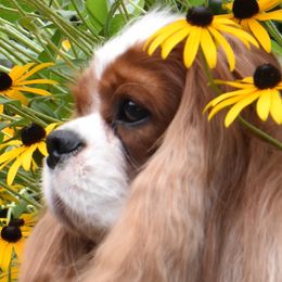 Cavalier King Charles Spaniels and Tibetan Spaniels from Chadwick Cavaliers