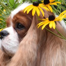 Cavalier King Charles Spaniels and Tibetan Spaniels from Chadwick Cavaliers