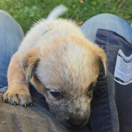 Elara - Red speckled female Australian Cattle Dog puppy in Canton, Pennsylvania from DNB Heelers