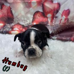 Humbug - Black and white female Boston Terrier puppy in Charleroi, Pennsylvania from KC’s Boxers
