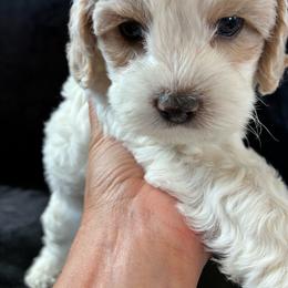 Mario - Buff male Cockapoo puppy in Adrian, Oregon from ApplebyFarm